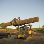 loader, sawmill, skid-steer, equipment, handling, lumber, logs