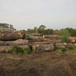 log_piles, sawmill, logs, Big Red